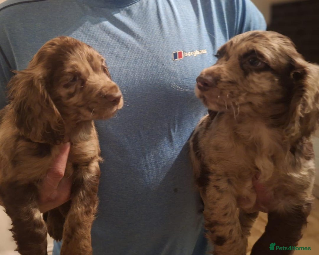 Cocker Spaniel dogs for sale: Cocker spaniel puppies  - Advert 4