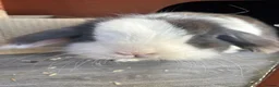 Lionhead rabbits for sale: 🌻Pure lionhead and Lionlop🌻 in Haverhill - Advert 9