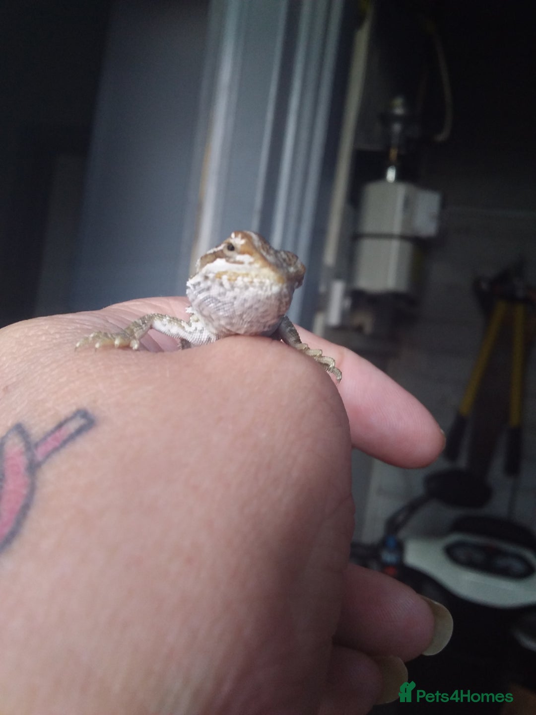 Bearded Dragon reptiles for sale: Baby bearded dragons - Image 4