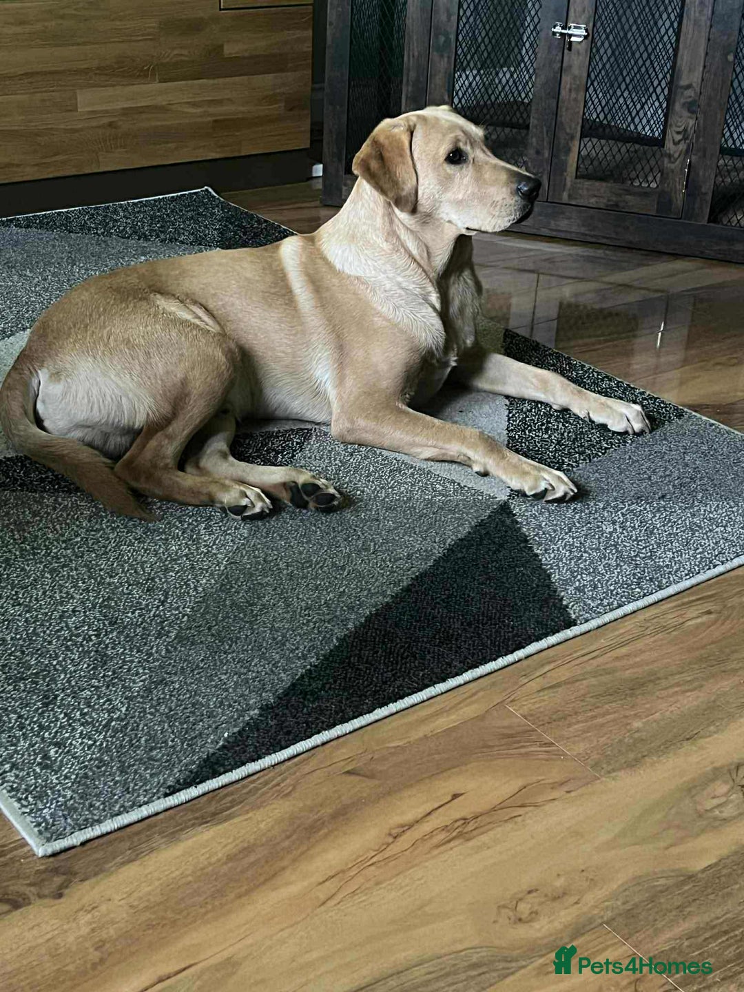 Labrador Retriever dogs for sale: Male Labrador  - Advert 4