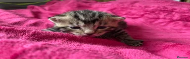 Mixed Breed Kitten 1