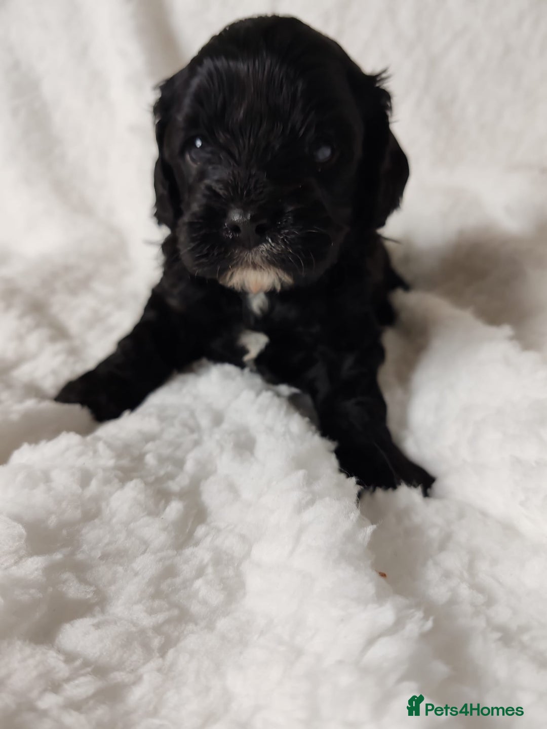 Cavapoo dogs for sale: F1 Cavapoo - Advert 8