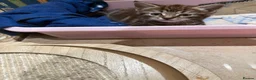 Mixed Breed cats for sale: Main coon x Russian blue mix - Advert 3