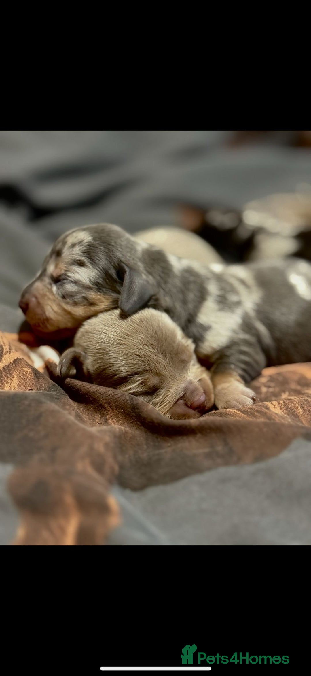 Dachshund dogs for sale: 7 Beautiful dachshund puppies  - Advert 20