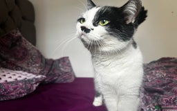 Scottish Fold cats for sale: Scottish straight cat - Image 3