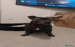 Staffordshire Bull Terrier dogs for stud: Blue short leg staffy for stud - Image 4