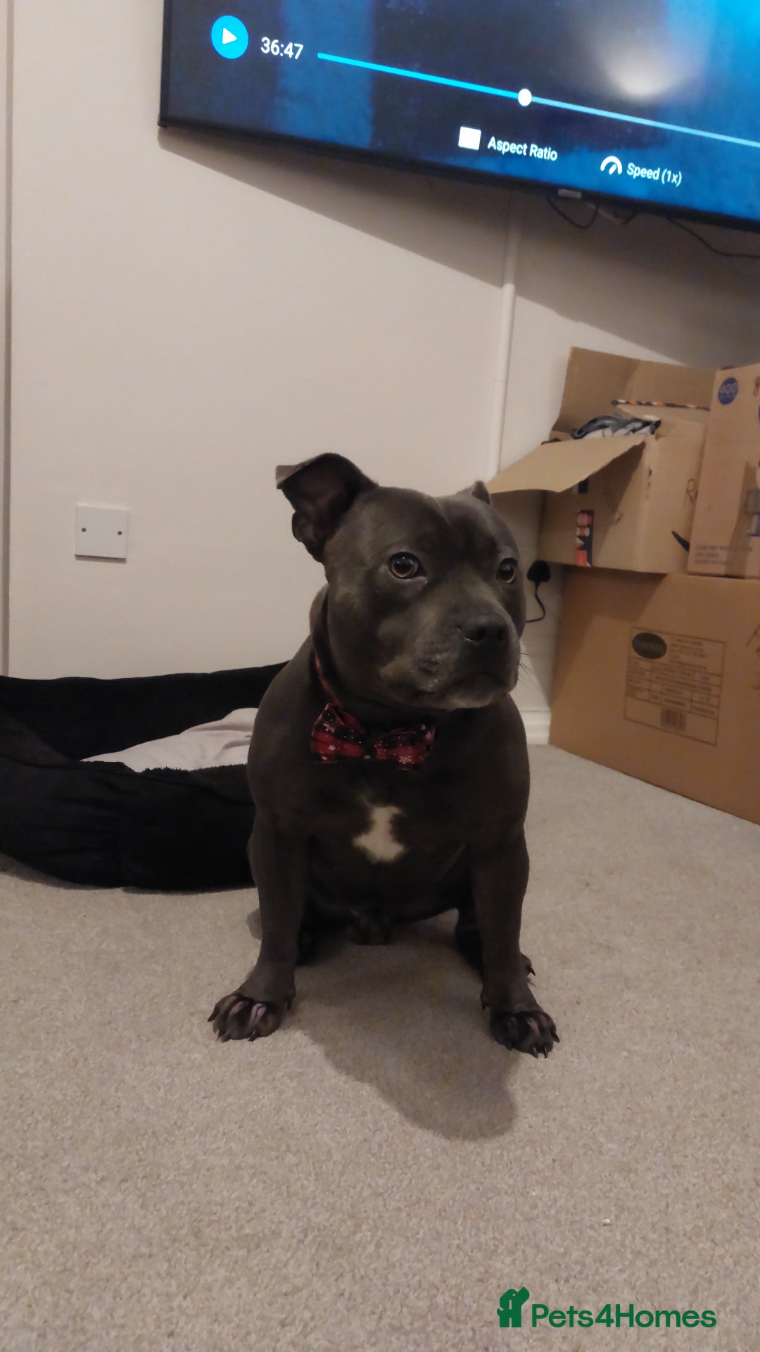 Staffordshire Bull Terrier dogs for stud: Blue short leg staffy for stud - Image 4