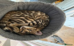 Bengal cats for sale: Male bengal kitten - Image 1