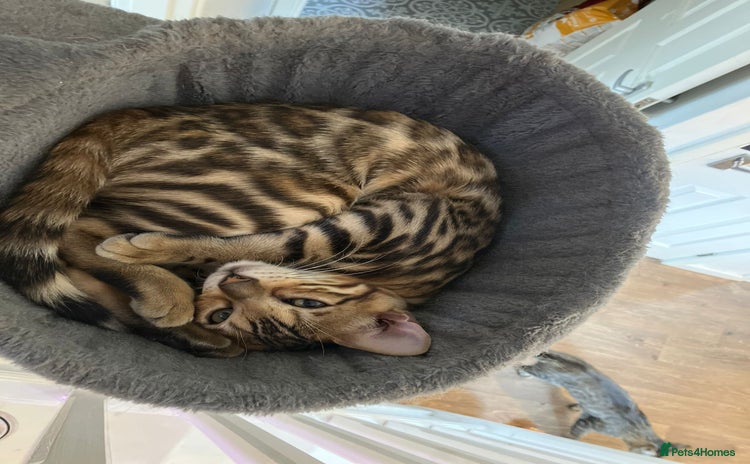 Bengal cats - Advert 9