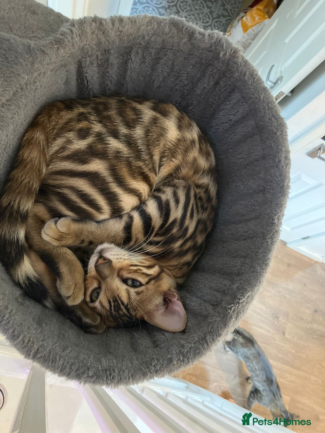 Bengal cats for sale: Male bengal kitten - Image 1