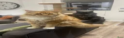 Maine Coon cats for sale: Adult Maine coons in Coventry - Advert 2