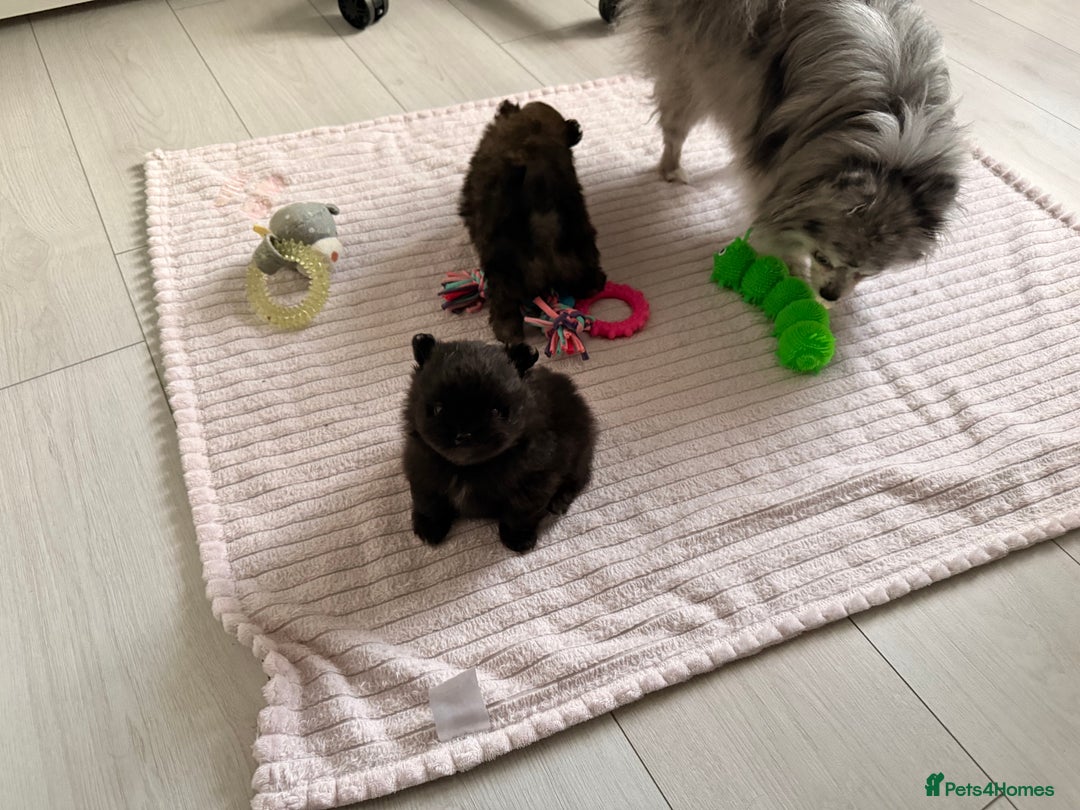 Pomeranian dogs for sale: Tiny Pomeranians - only boy left  - Advert 20