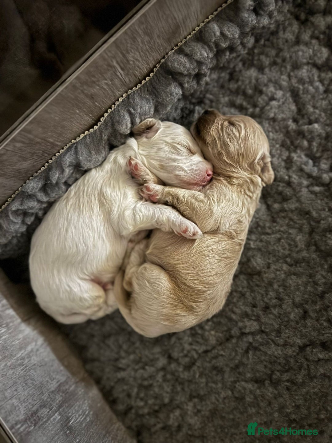 Mixed Breed dogs for sale: Tiboodle Puppies – Toy Poodle x Tibetan Terrier - Image 3
