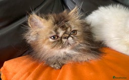 Persian cats for sale: READY NOW GCCF REG PKD FREE EXOTICS - Image 13