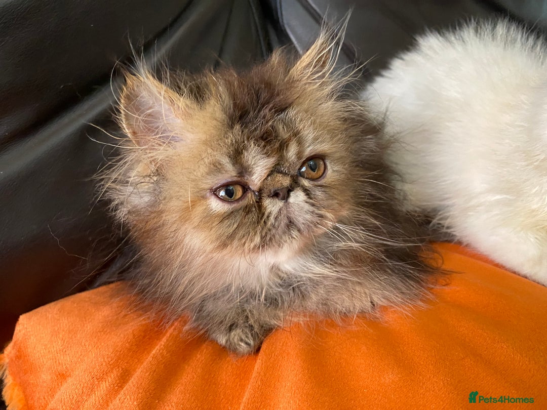 Persian cats for sale: READY NOW GCCF REG PKD FREE EXOTICS - Image 13