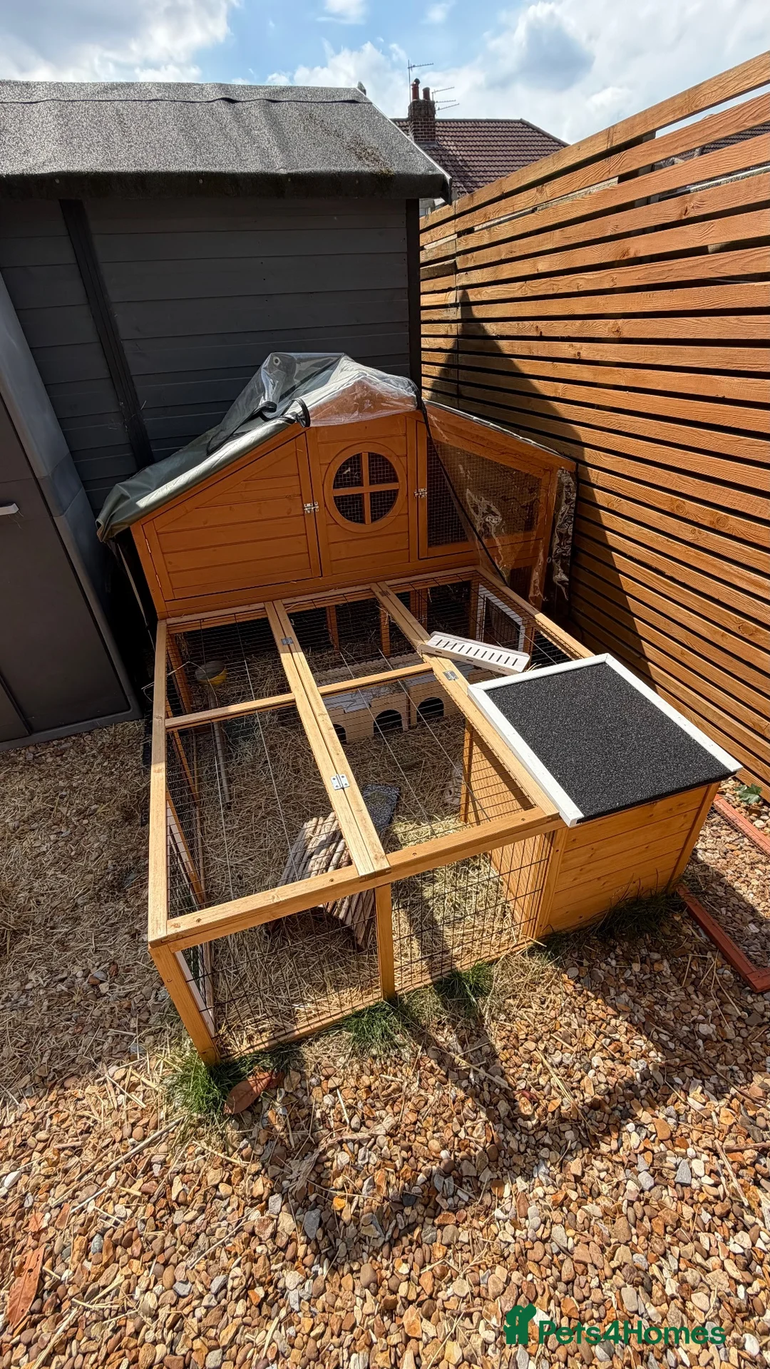 Guinea Pig rodents for sale: Guinea Pigs x 2 male + hutch and everything needed - Advert 11