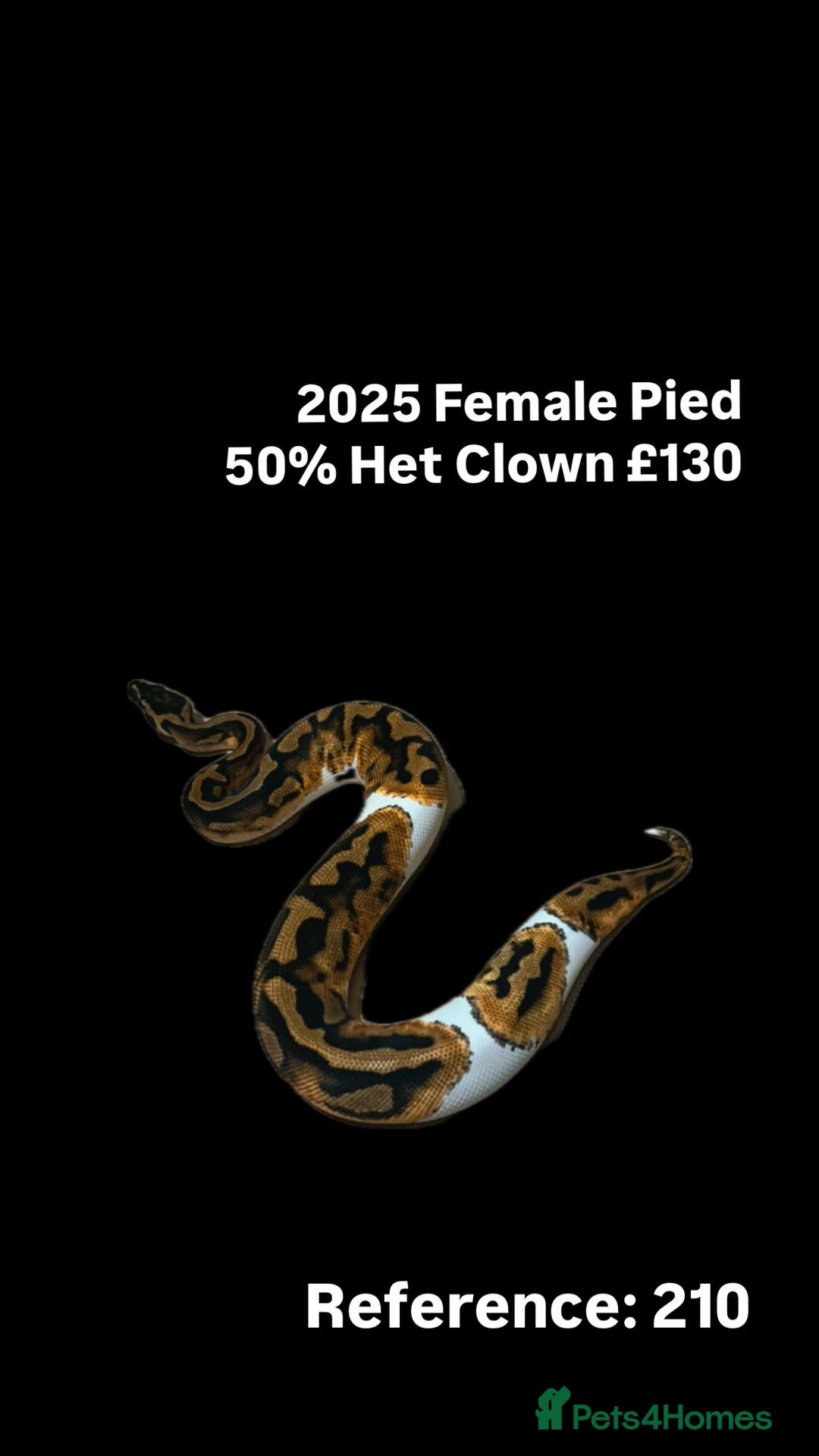Python Snake reptiles for sale: Various 2025 & 2024 Pied Ball Pythons Royal Snake - Image 5