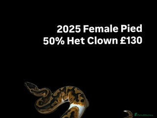 Python Snake reptiles - Advert 16