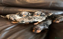 Miniature Dachshund dogs for sale: Dachshund puppies boys and girls ready now - Image 25