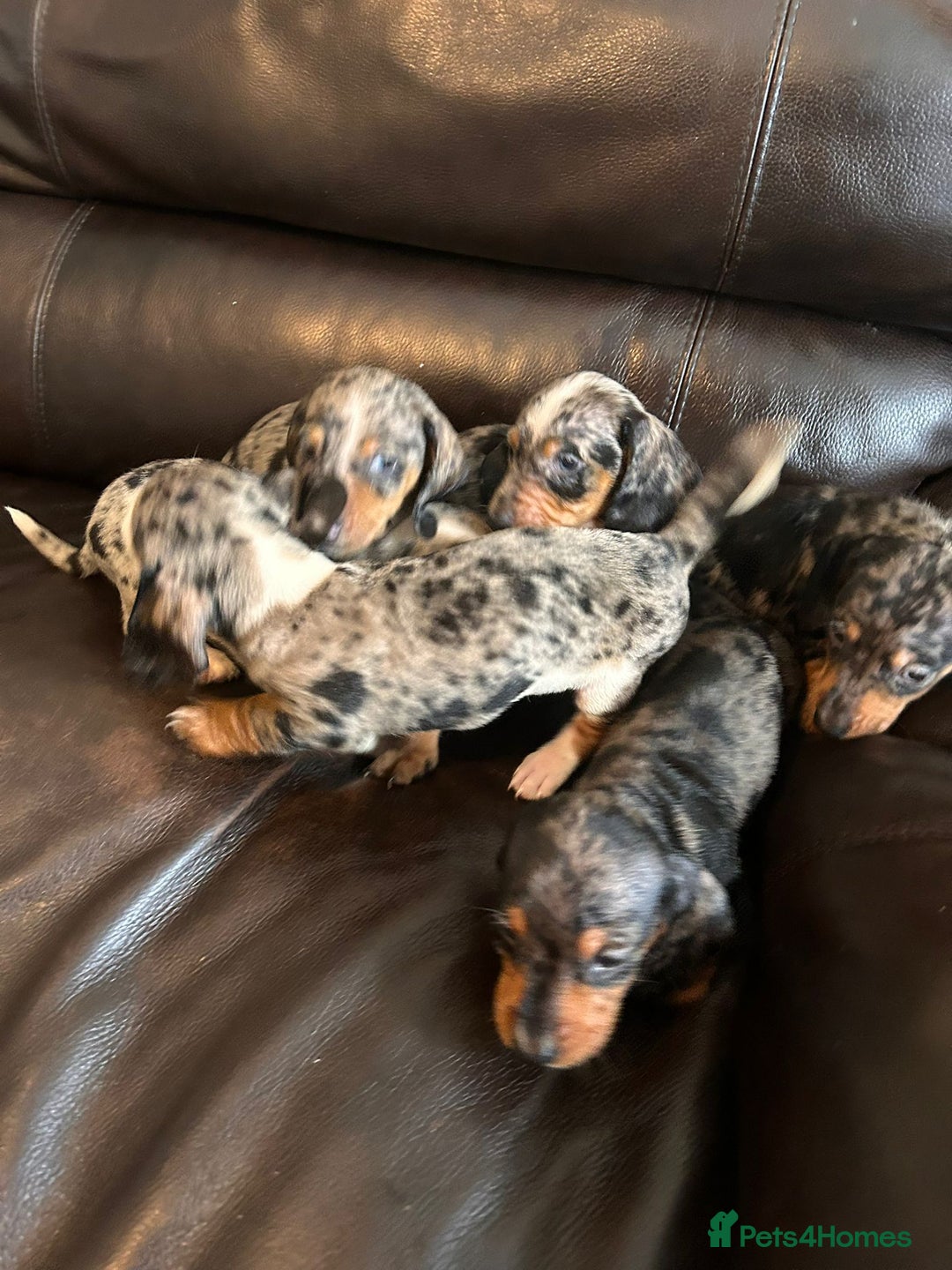Miniature Dachshund dogs for sale: Dachshund puppies boys and girls ready now - Image 25