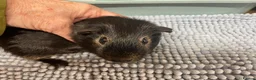 Guinea Pig rodents for sale: Beautiful Black Otter Boys - Advert 1