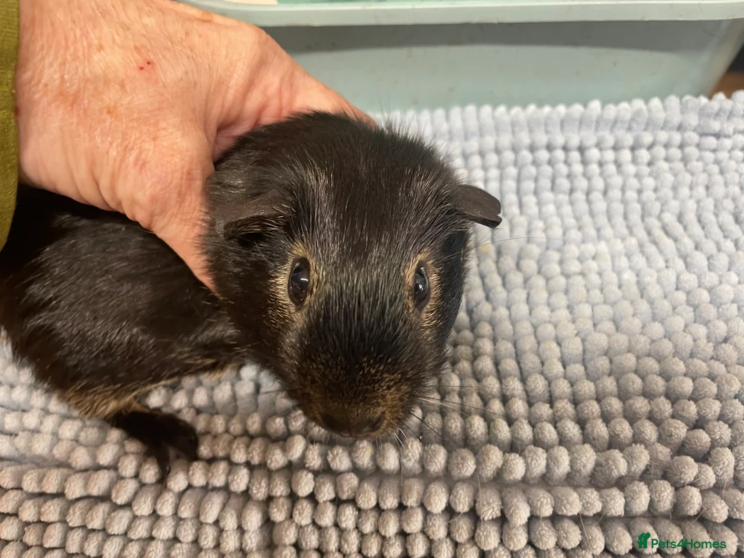 Guinea Pig rodents for sale: Beautiful Black Otter Boys - Advert 1