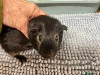 Guinea Pig rodents Beautiful Black Otter Boys - Advert 1