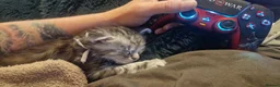 Maine Coon cats for sale: **PURE Maine Coon Kittens** 2 Boys / 4 Girls - Advert 9