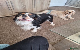 Cavalier King Charles Spaniel dogs for stud: Tri colour  stud dog  - Image 2