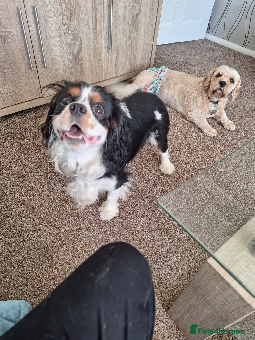 Cavalier King Charles Spaniel dogs for stud: Tri colour  stud dog  - Image 2