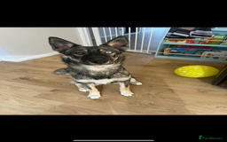 Mixed Breed dogs for sale: Beautiful Border Collie x Husky - Image 1