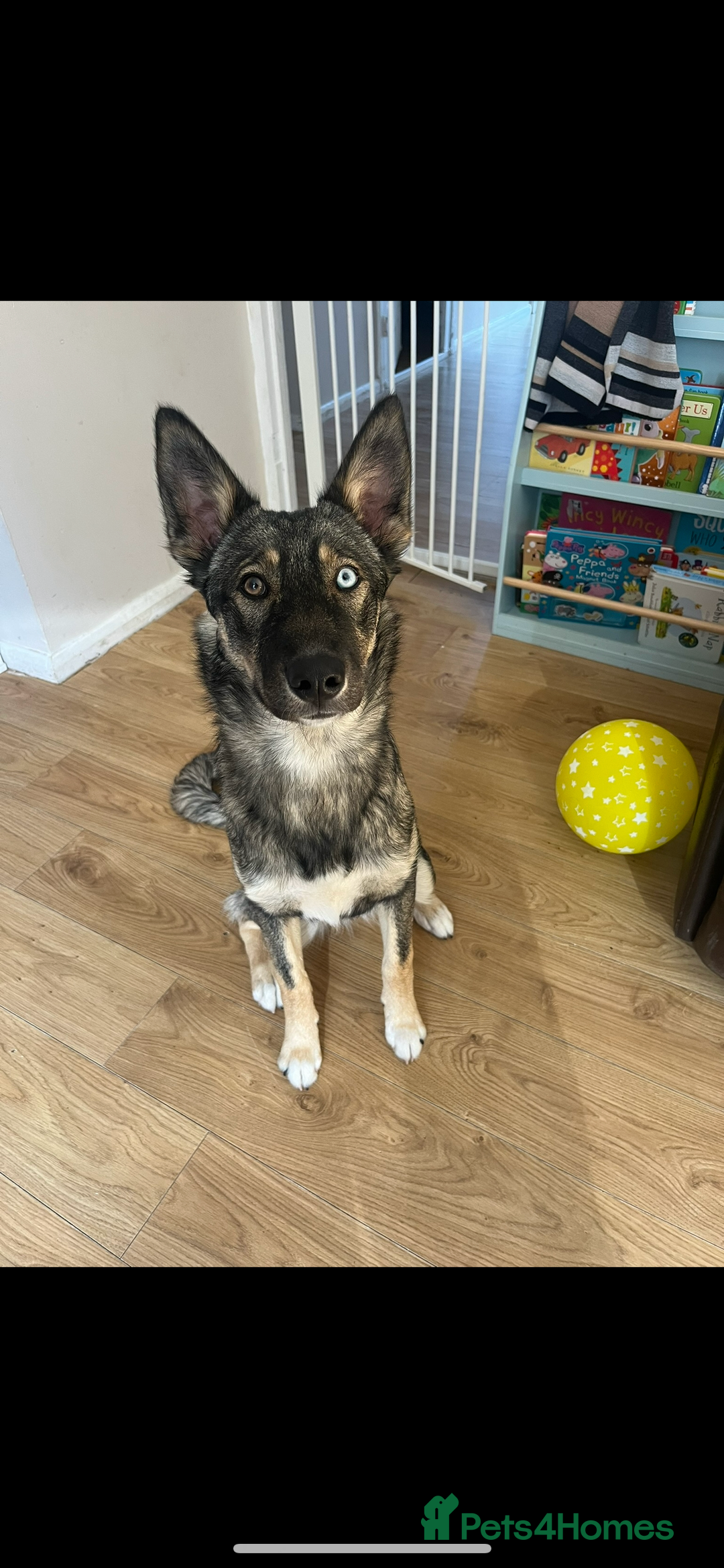 Mixed Breed dogs for sale: Beautiful Border Collie x Husky - Image 1