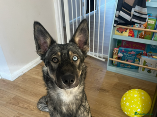 Mixed Breed dogs - Advert 3