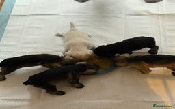 Miniature Schnauzer dogs for sale: Miniature Schnauzer Puppies - Image 1
