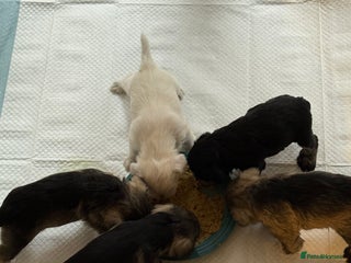 Miniature Schnauzer dogs - Advert 3