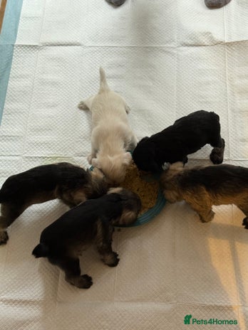 Miniature Schnauzer dogs - Advert 2