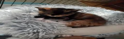 Mixed Breed cats for sale: 3 kittens left for sale - Advert 3