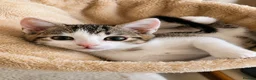 Mixed Breed cats for sale: 2 beautiful, well-socialized kittens  - Advert 15