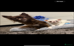 Chihuahua dogs for sale: Long hair Chihuahua boy  - Image 2