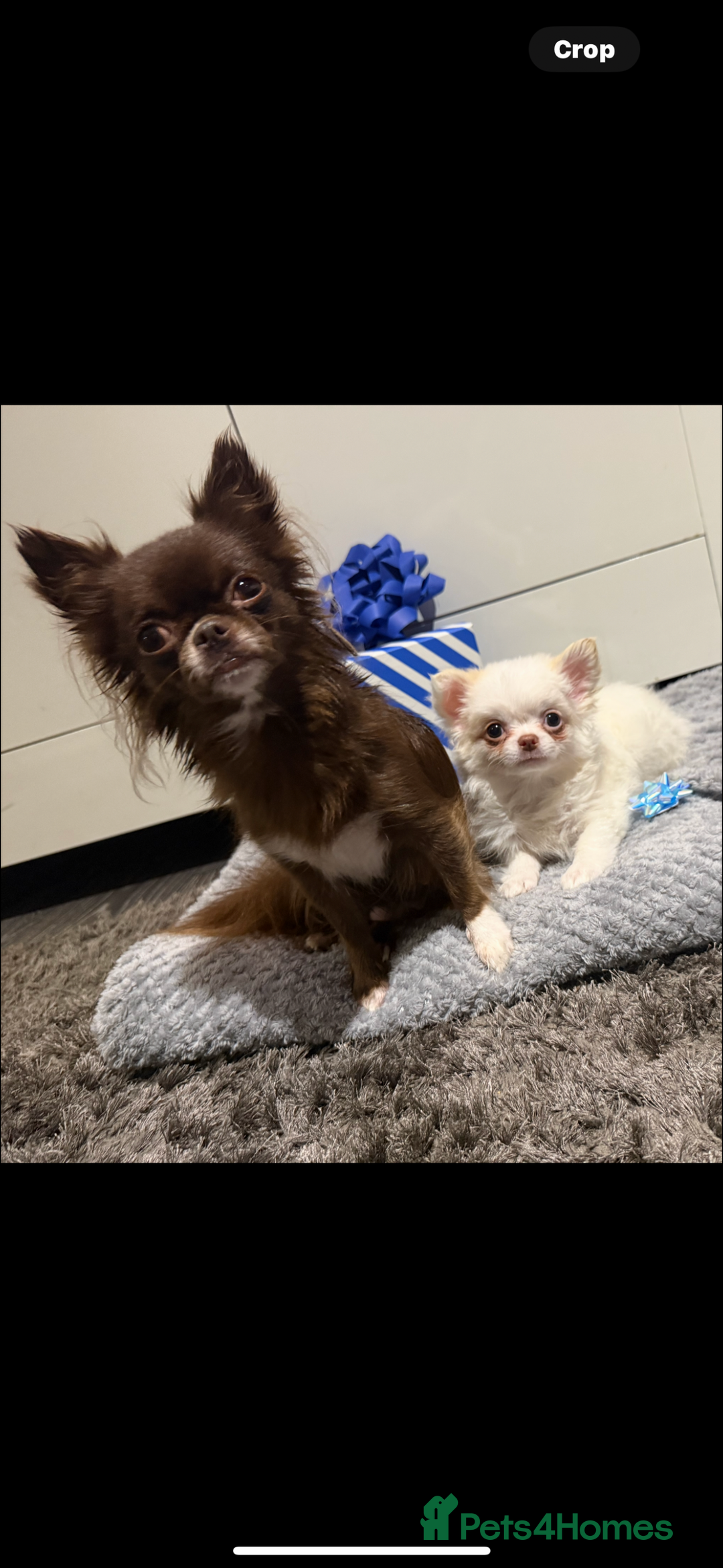 Chihuahua dogs for sale: Long hair Chihuahua boy  - Image 2