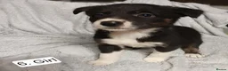 Border Collie dogs for sale: Outstanding Tri-Colour Border Collie Puppies - Advert 17