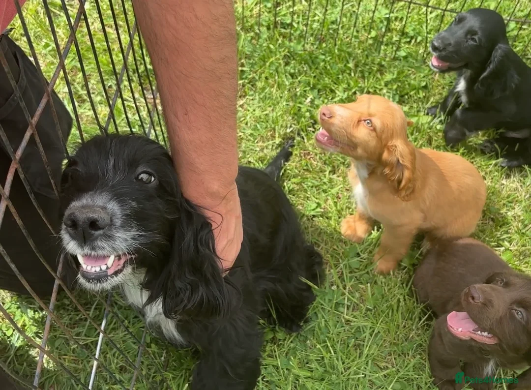 Sprocker dogs for sale: 3 Beautiful Sprocker Spaniels - Advert 5