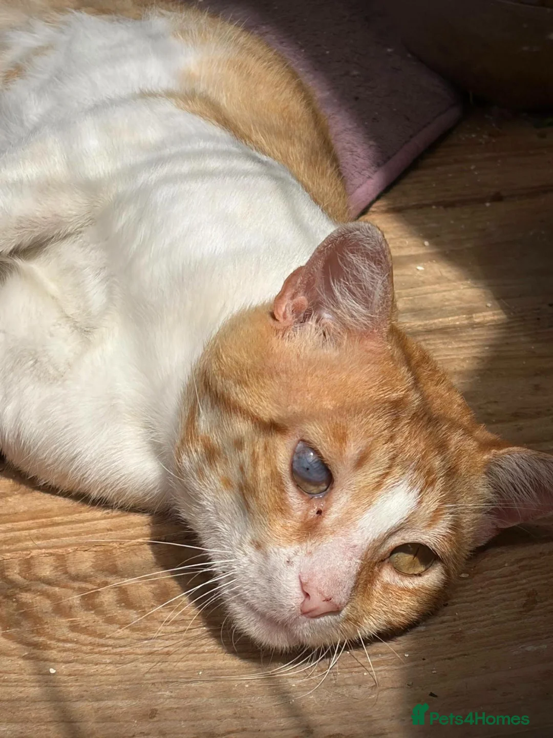 Mixed Breed cats for adoption: He’s just Mircea. in Edinburgh - Advert 5