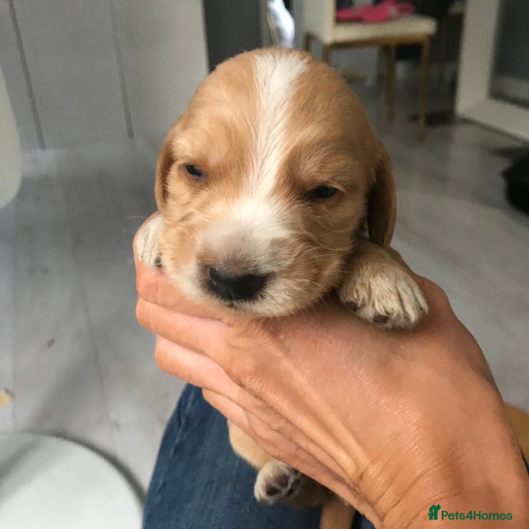 Mixed Breed dogs for sale: Health tested Australian Labradoodles - Image 7