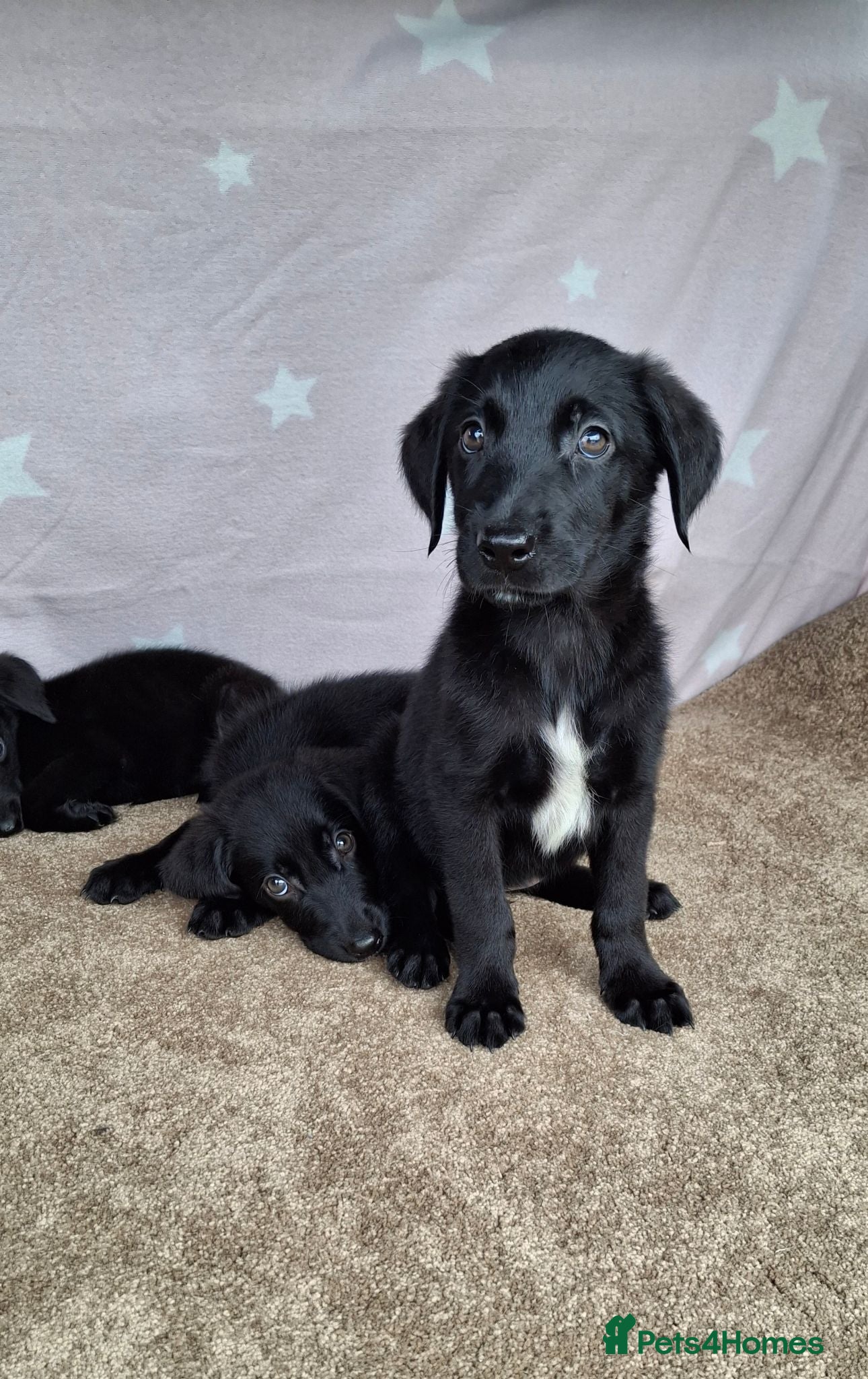 Mixed Breed dogs Flatcoated retriever x border collie puppies - Advert 2