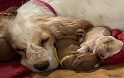 Cockapoo dogs for sale: Cockapoo puppies - Image 17