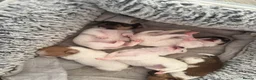 Chihuahua dogs for sale: For sale  - Advert 5