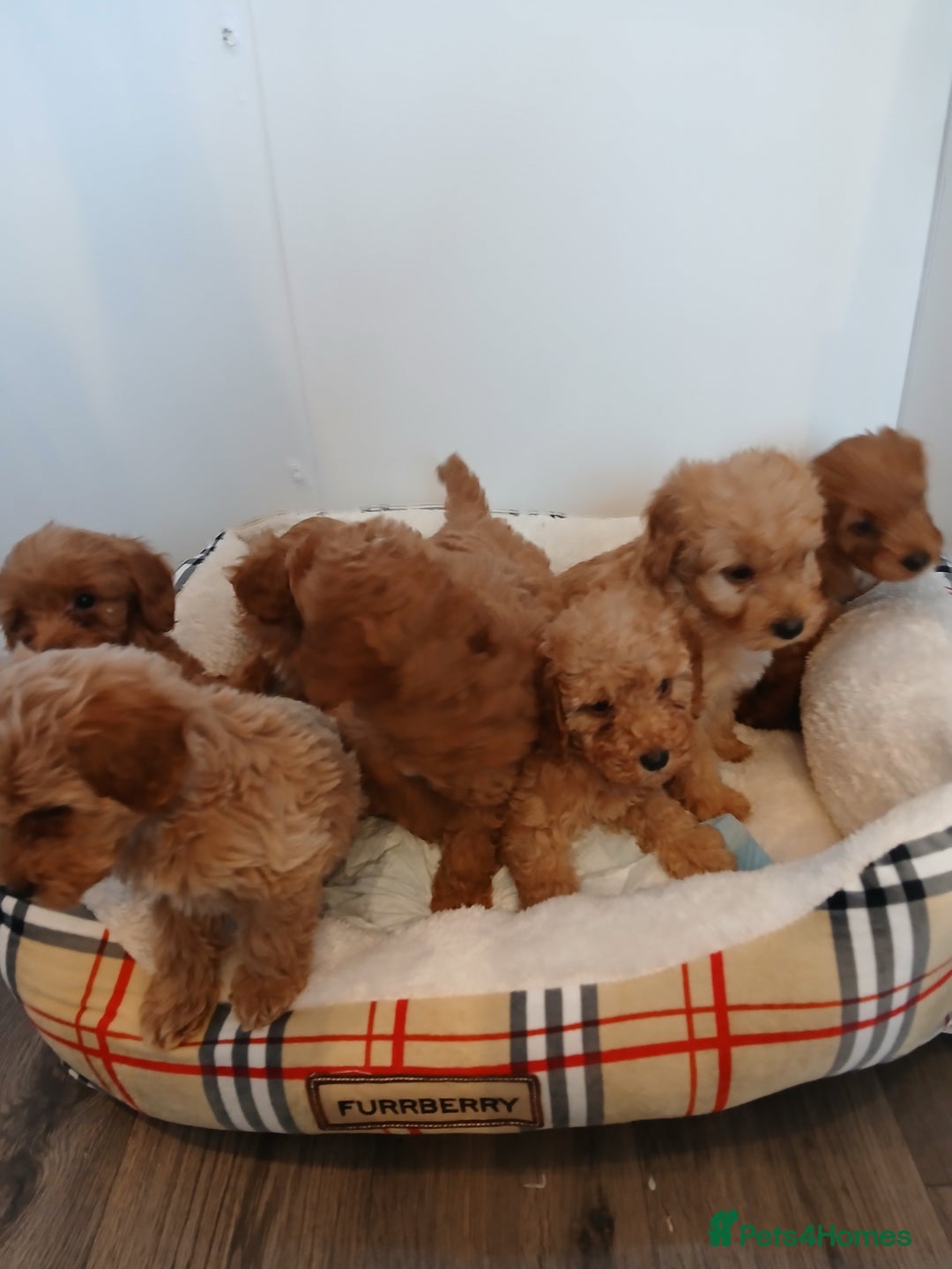 Cockapoo dogs for sale: Adorable F1B red cockapoo puppies  - Image 30