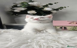 Scottish Fold cats for sale:  Beautiful Scottish Fold Kittens × 2 Males - Image 8