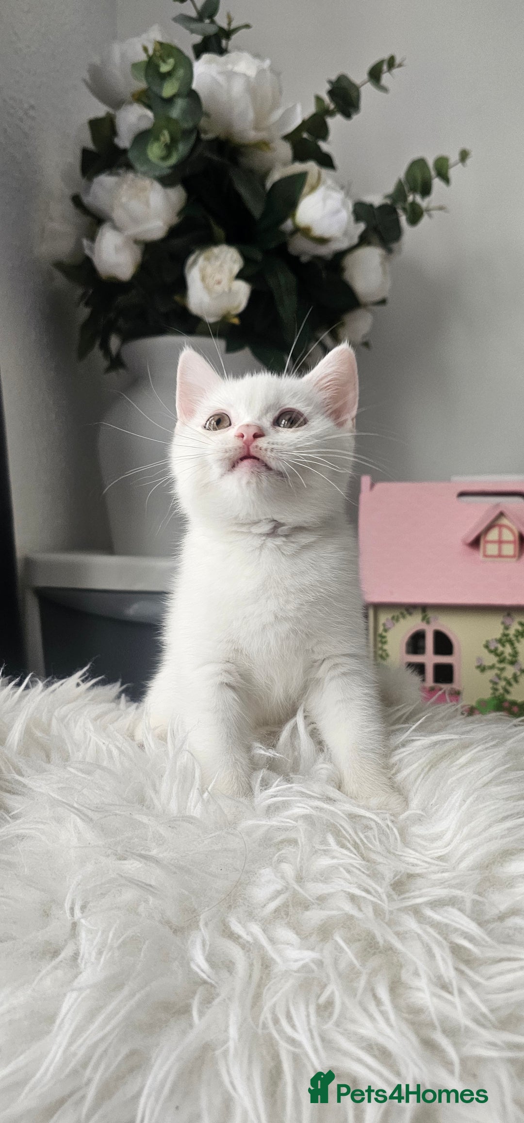 Scottish Fold cats for sale:  Beautiful Scottish Fold Kittens × 2 Males - Image 8